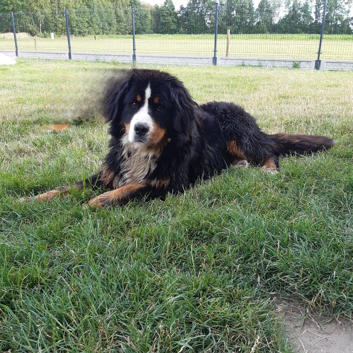 Bernanski pies pasterski