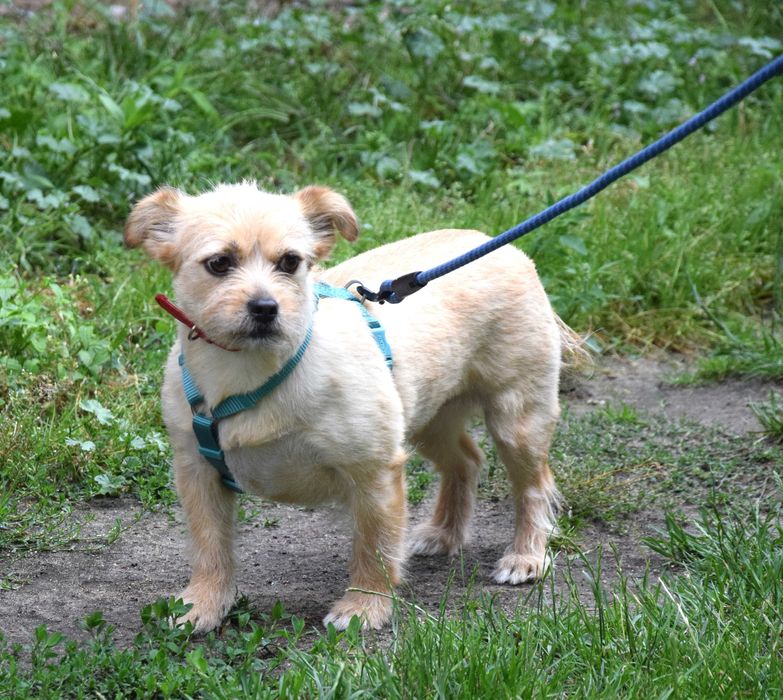 Malutka, delikatna, cudna sunia potrzebuje domku