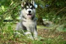 Piękny niebieskooki, czarno-biały szczeniaczek Siberian Husky FCI