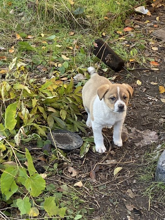 Віддам цуценят в добрі руки.