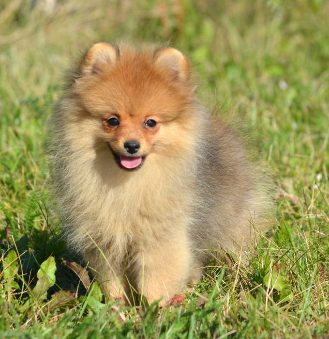 Szpic Miniaturowy Pomeranian śliczny piesek Codi ZKwP FCI