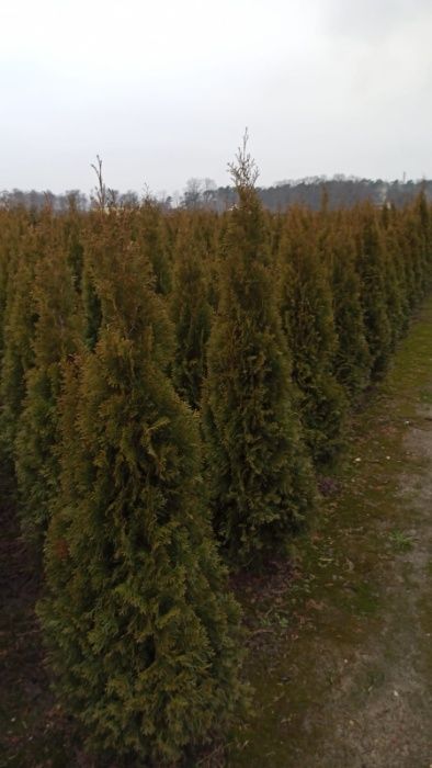 Thuja Smaragd Żywopłoty Nasadzenia Dowóz do klienta Tuja Szmaragd