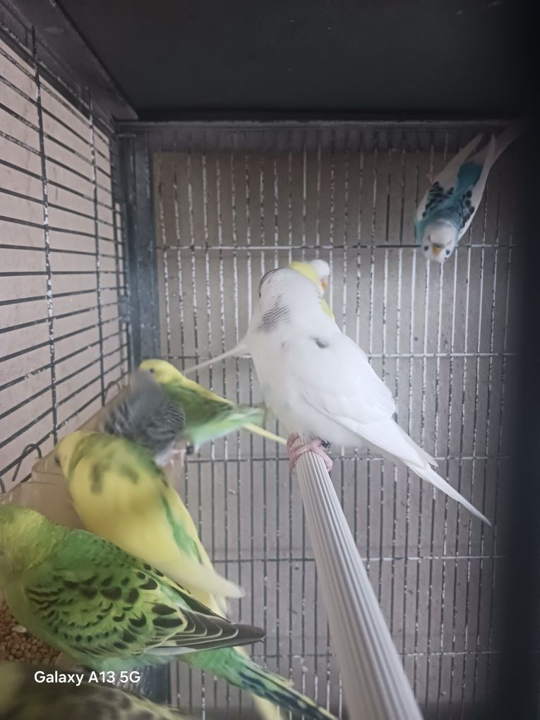 Periquitos australianos