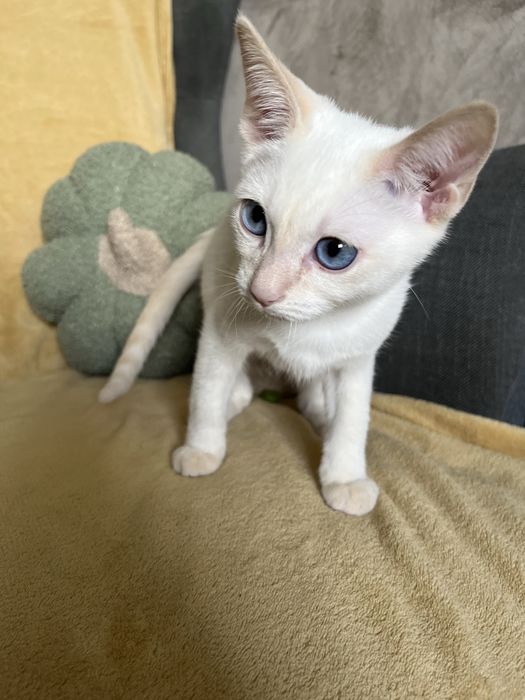 Kocurek tajski Geralt z legalnek hodowli