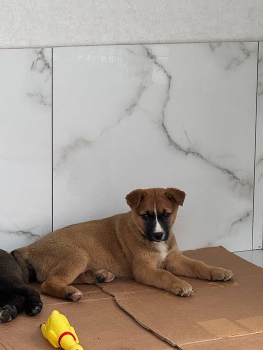 Собачки в пошуках родини