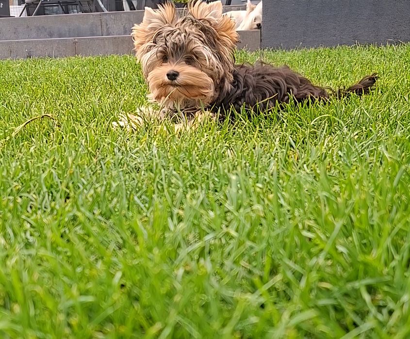 Maluch z PASZPORTEM, zachwycający mini Yorkshire terrier