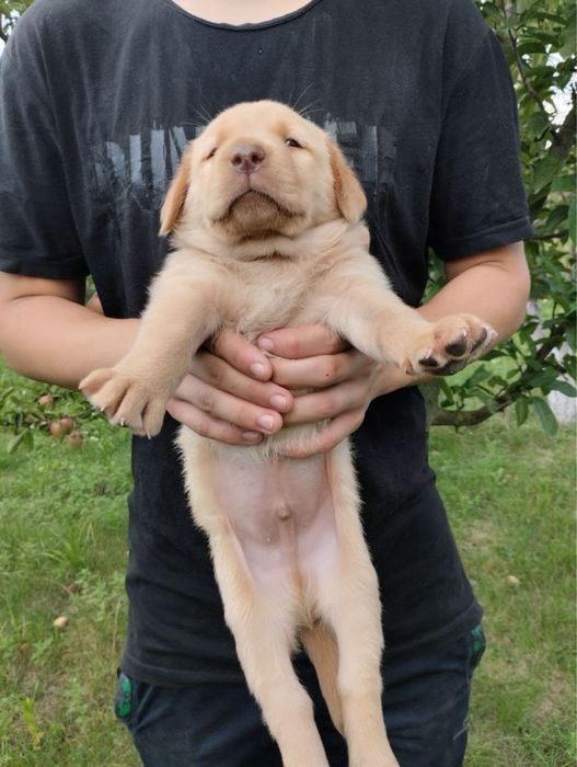 Продам щенят Лабрадорів