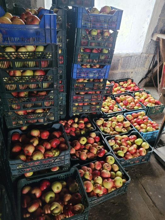 Jabłka 7kg/skrzynka