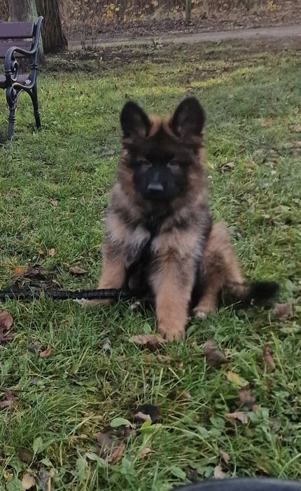 Owczarek niemiecki długowłosy szczeniak suczka ZKwP FCI wilczasta