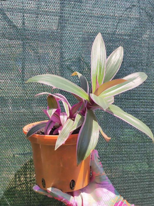 Традесканція смугаста.