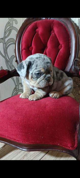 Мерле французский бульдог