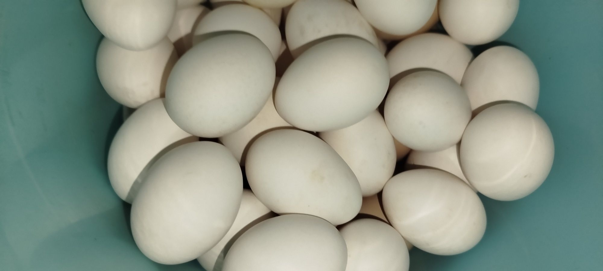 Jaja kurze rasy leghorn