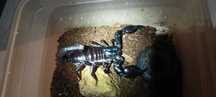 Skorpion Samica Heterometrus silenus ex. petersi