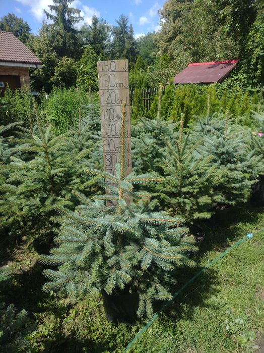 Świerk srebrny srebrzysty kłujący duży