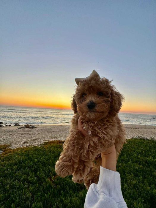 Toy Caniche Mini Micro Menina Disponível