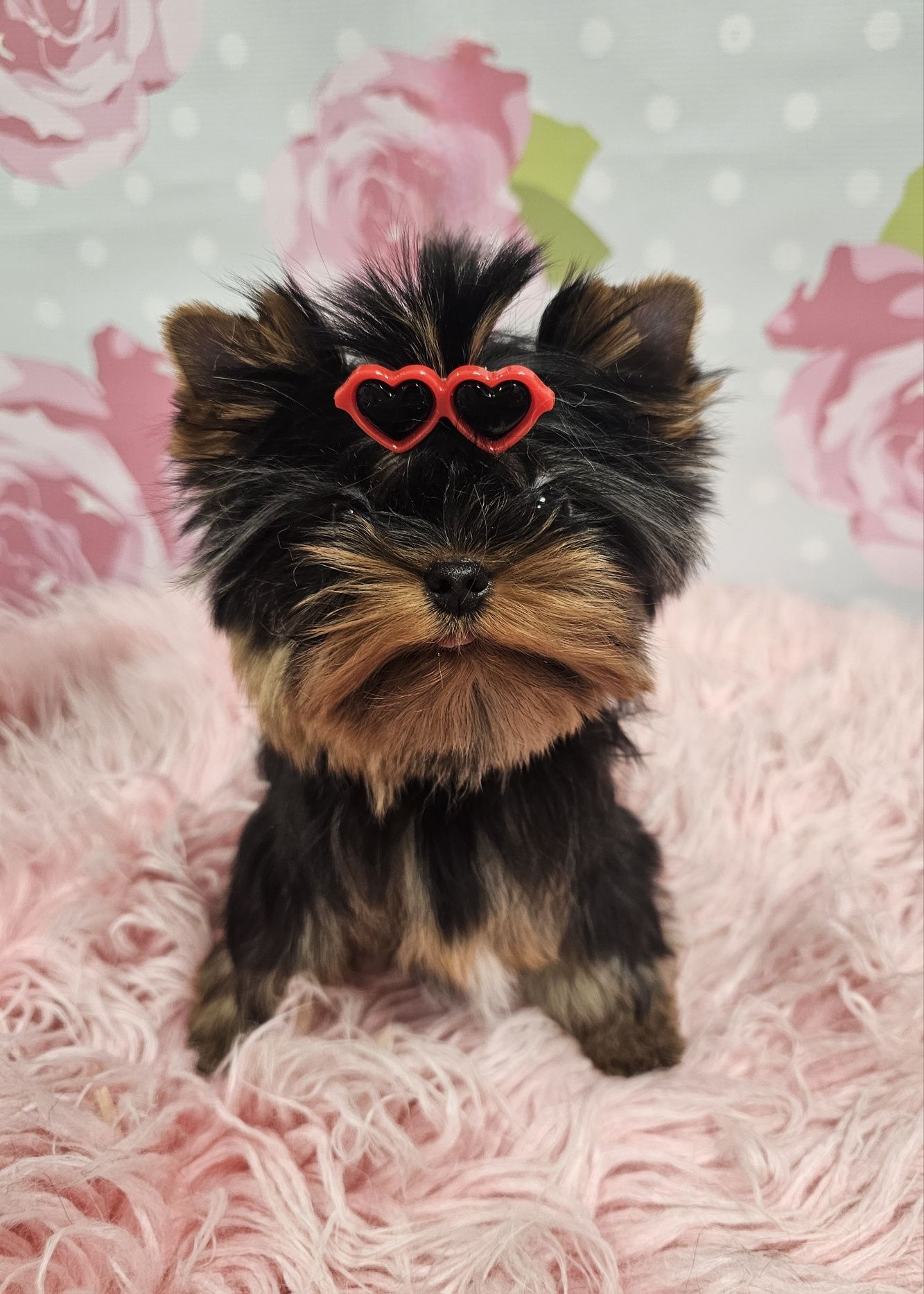 York yorki piesek mini xxs  zkwp fci