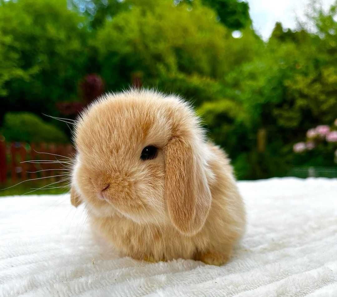 KIT Coelhos anões orelhudos, mini lop super inteligentes e dóceis