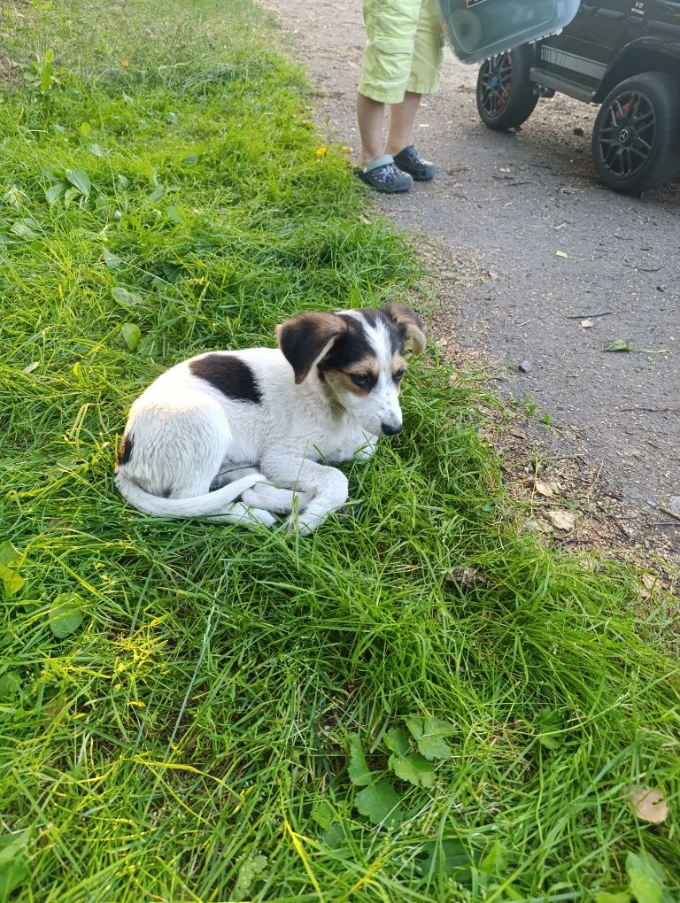 Віддам 4 собачок