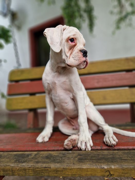 Piękny piesek rasy bokser Gotowy do zmiany domu