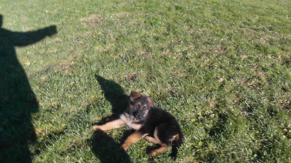 Owczarek Niemiecki Krótkowłosy FCI SZCZENIAK suczka  czarna podpalana