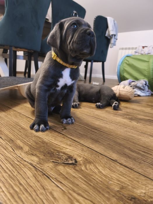 Kraken  gotowy do odbioru