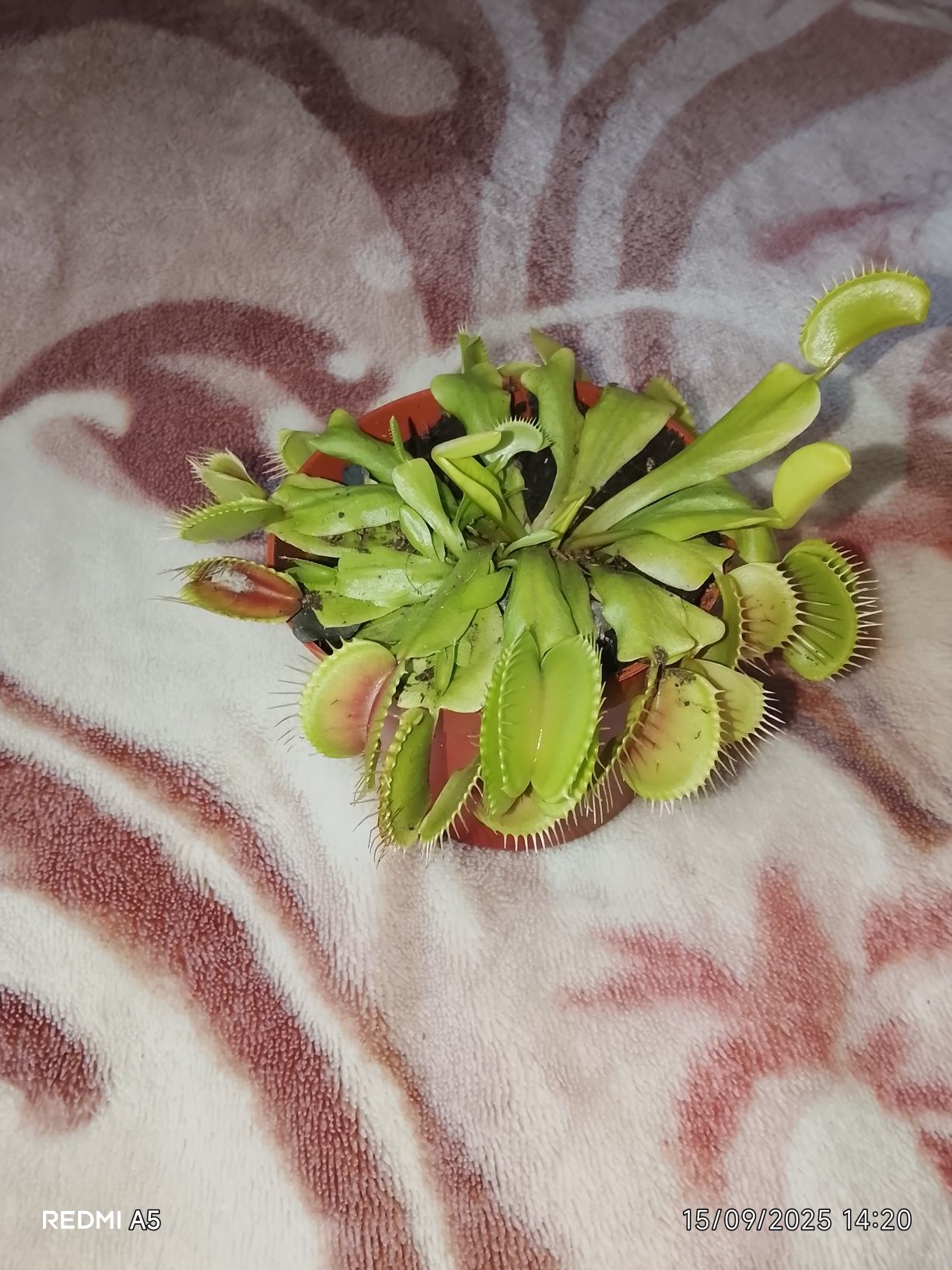 Plantas carnívoras