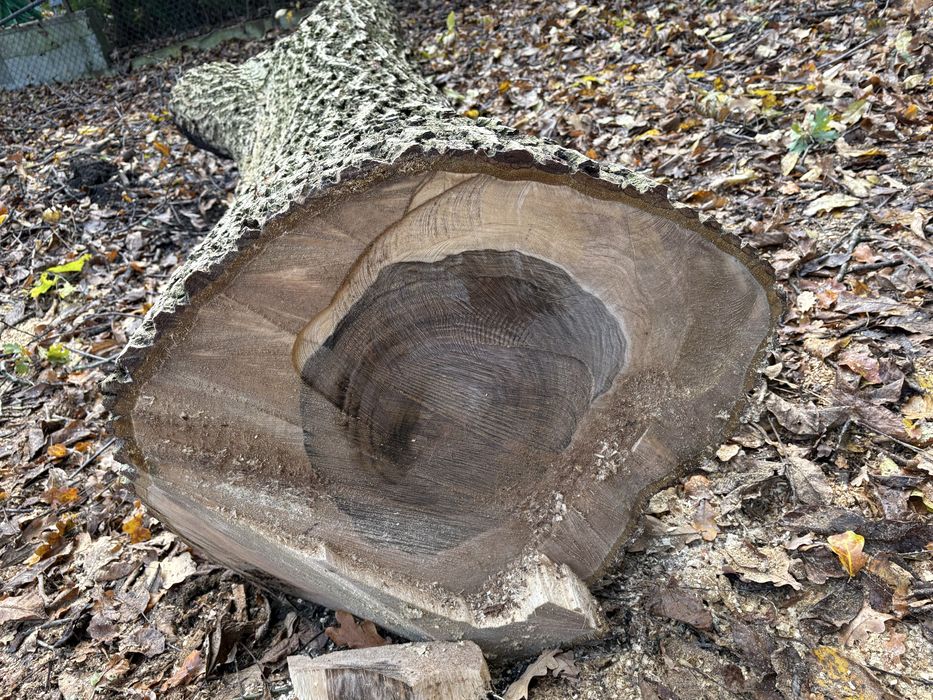 Orzech włoski drewno dwa pnie 4m