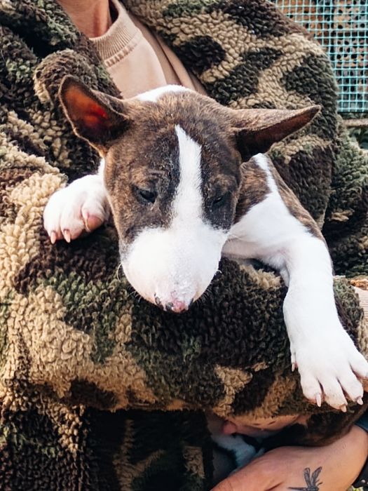 Bulterier Miniaturowy Miniature Bull Terrier Samiec