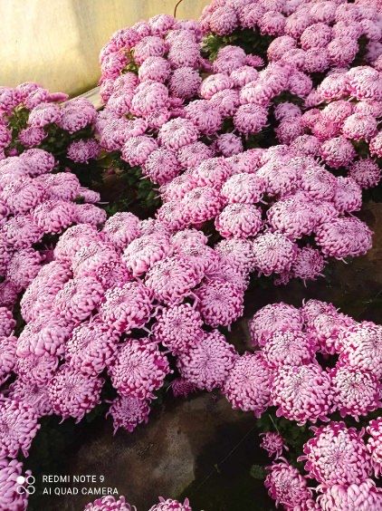 Chryzantemy wielkokwiatowe