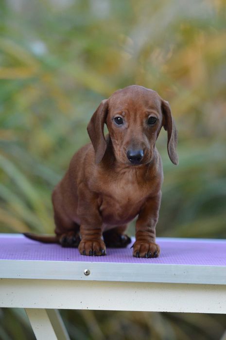 Jamnik krótkowłosy króliczy/miniaturowy ZKwP/FCI