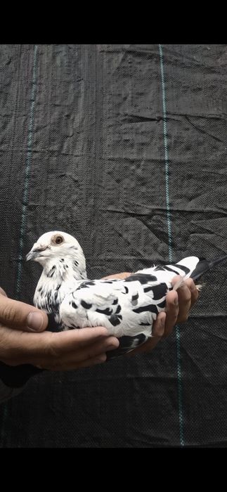 Gołąb pocztowy Tygrys Scherens Vangramberen