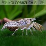 Raczek texanus - Cambarellus - Rak miniaturowy - dowóz, wysyłka