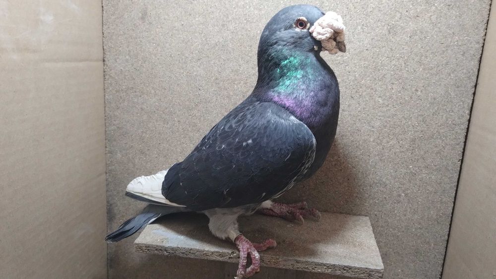 Gołębie staropolskie