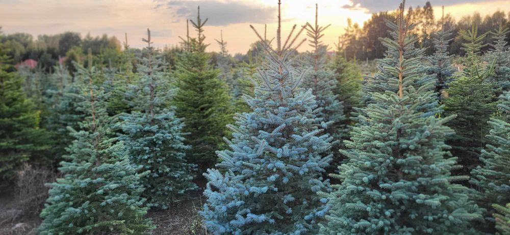 CHOINKI Świerk srebrny HURT własna plantacja cięte donice transport