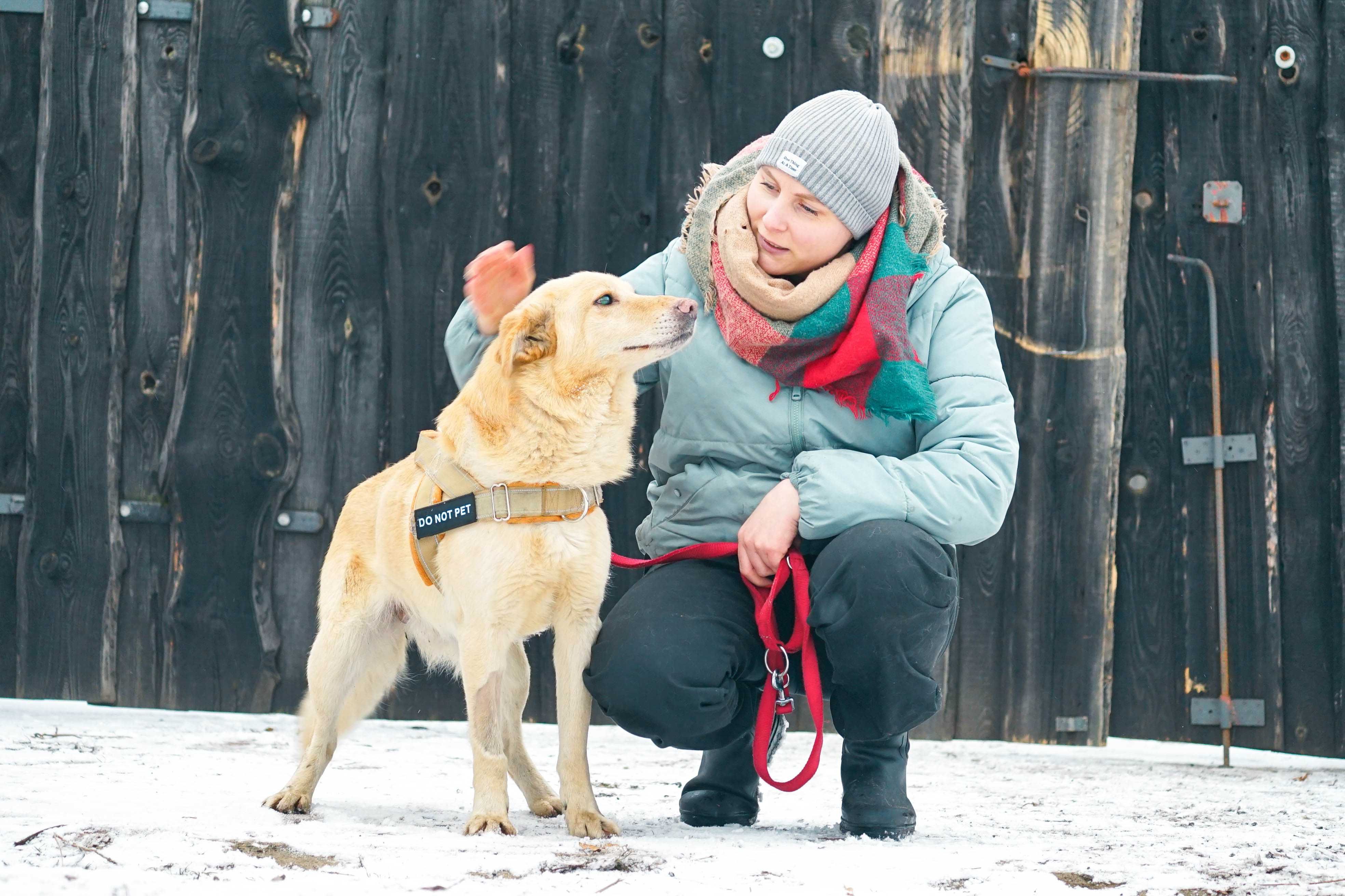 Robaczek - niewidomy psiak szuka domu, labrador