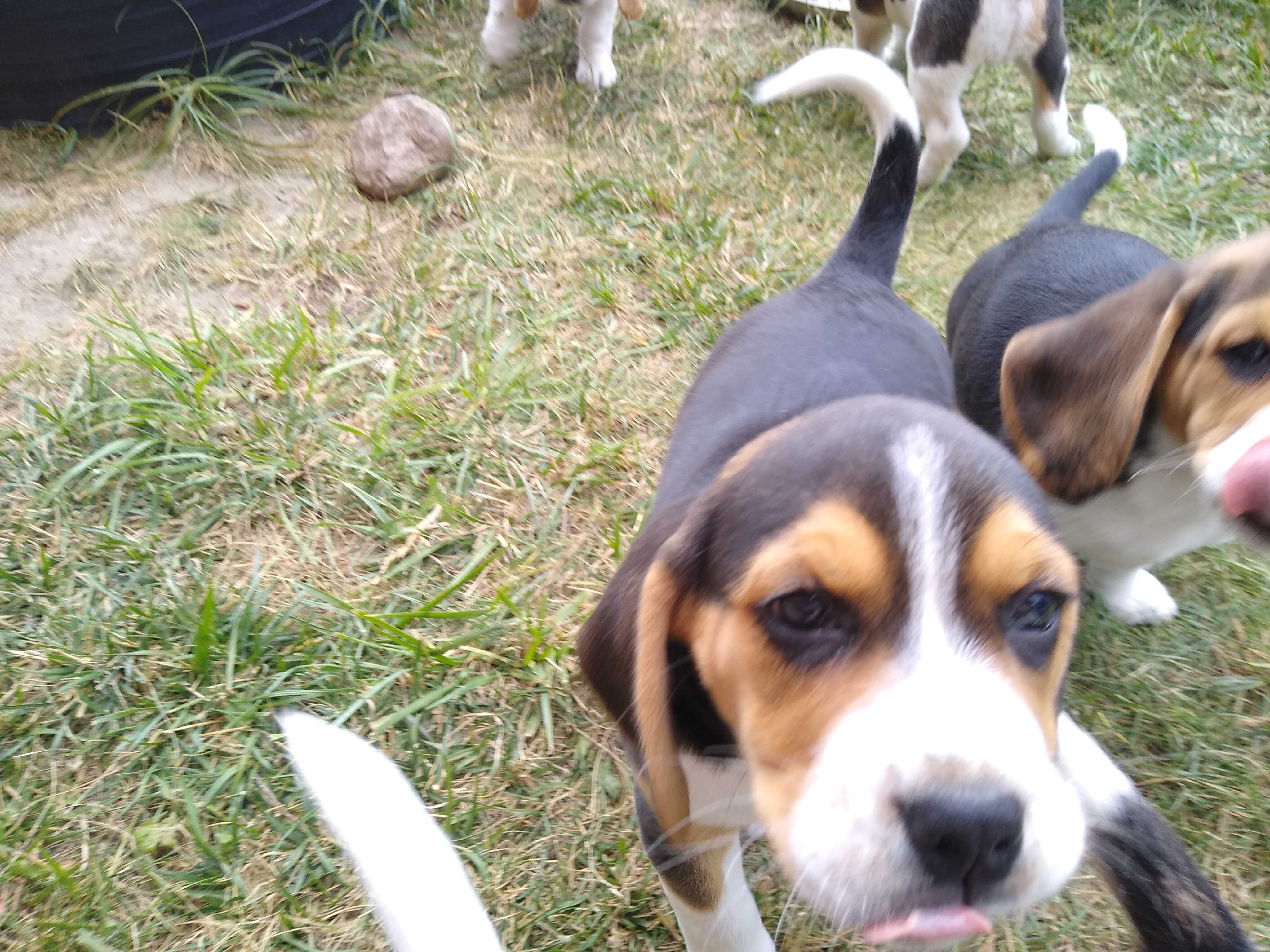 Beagle szczeniaczek