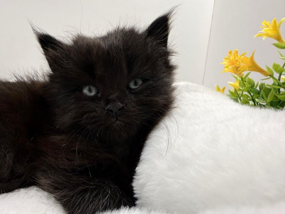 Catinhos Procurando família