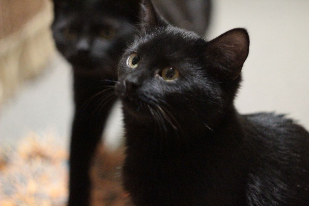 Котенок в поисках семьи. Черные котята ищут дом