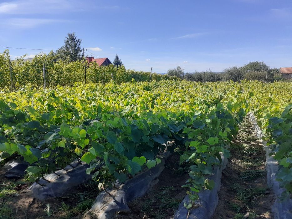 Winogrona EKOLOGICZNE, sadzonki winogron- SUPER ODMIANY