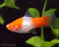 GB Mieczyk KOI Xiphophorus helleri Koi