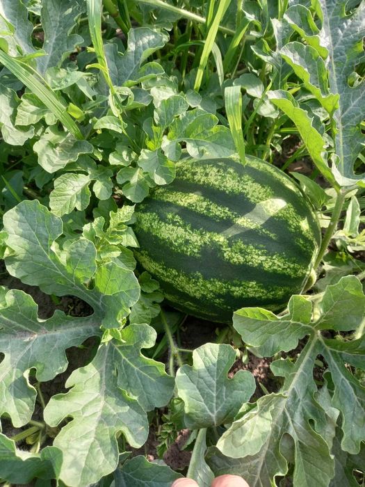 Семена арбуза  супер раний