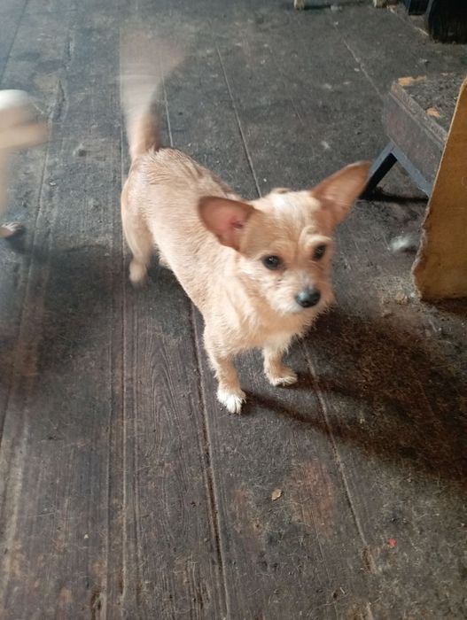 Собачка дівчинка в добрі руки