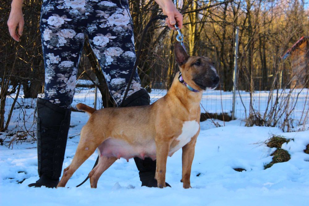 Bulterier miniaturowy umaszczenie rude suczka FCI/ZKwP