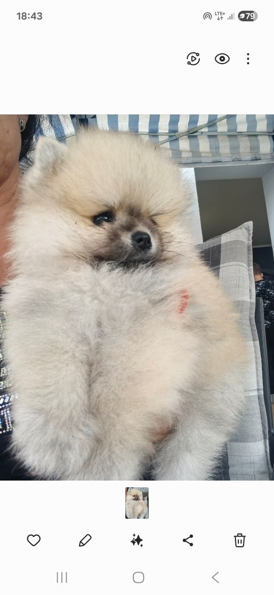 Szpic miniaturowy pomeranian