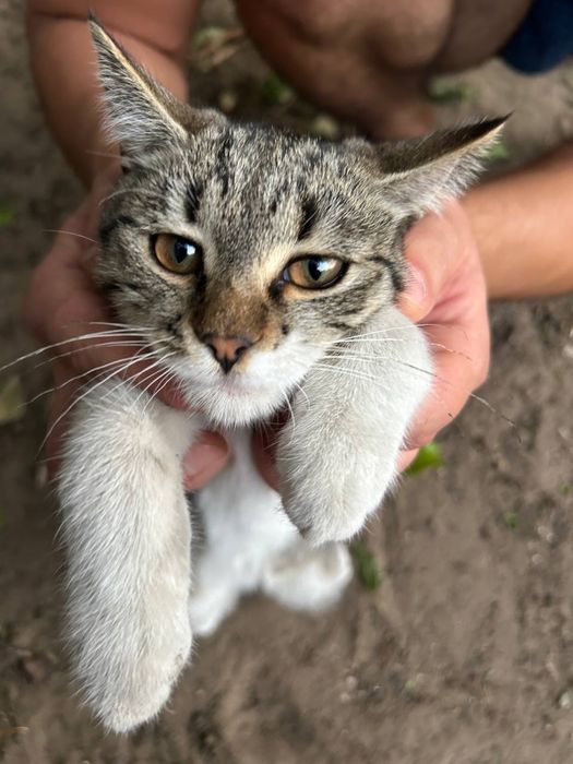 Віддам в добрі руки