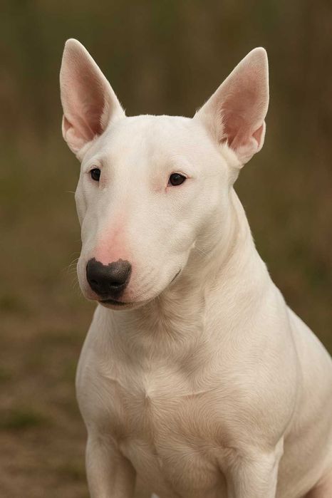 BULL TERRIER BRANCA (Fêmea, Adulta) Para Adoção