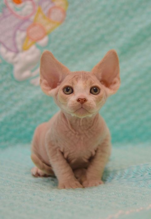 Котеня девон рекс хлопчик