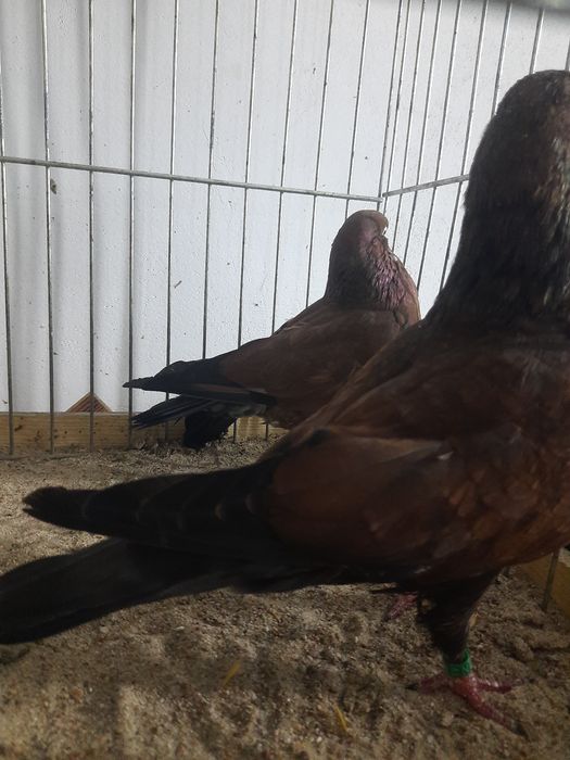 Tipler niemiecki wystawowy