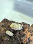 Armadillidium vulgare Magic Potion - isopody, ekipa sprzątająca
