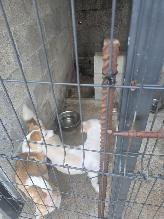 Caes para adoção